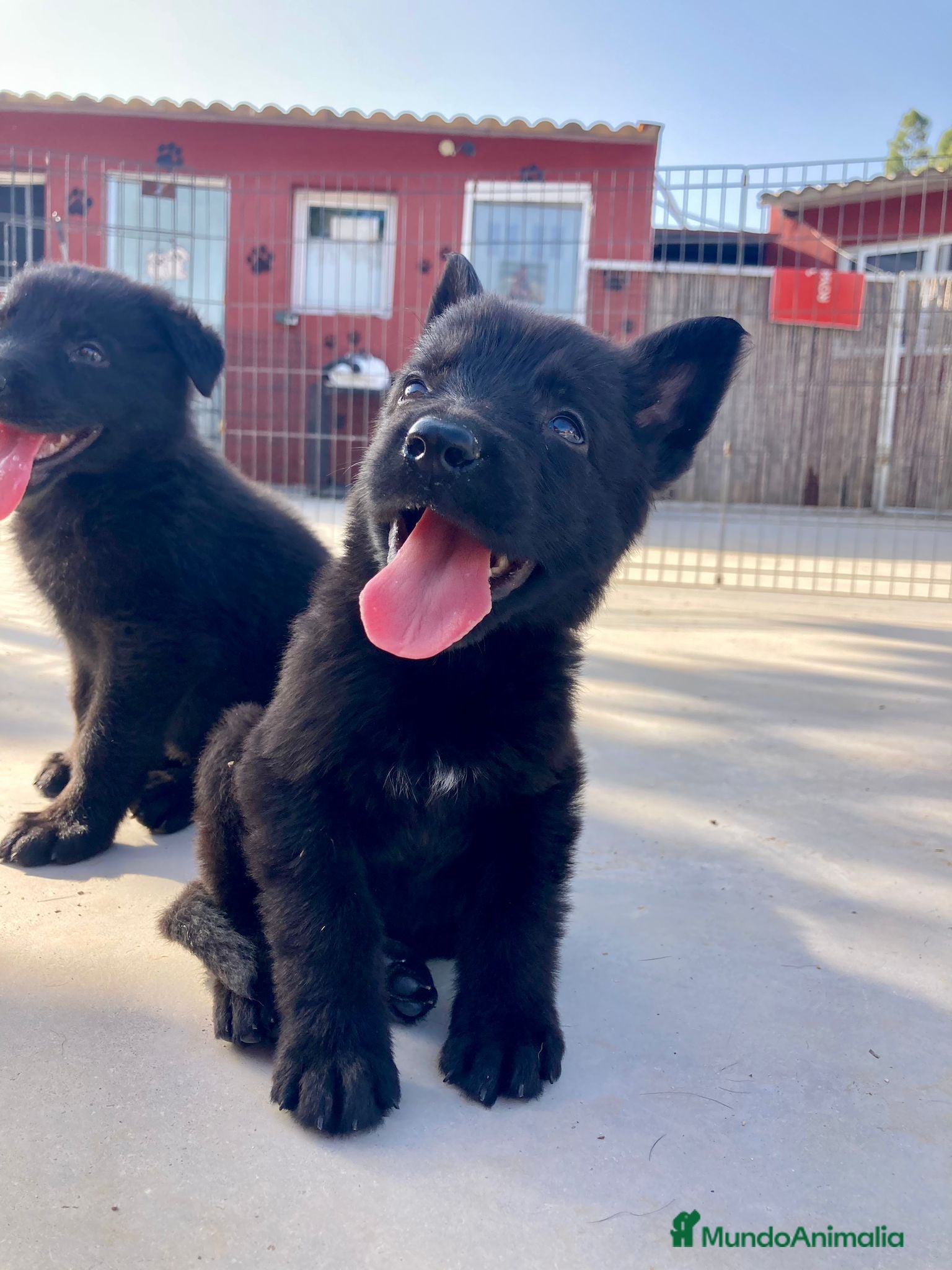 Pastor Alemán perros Pastores alemanes trabajo negro solido  - Anuncio 3
