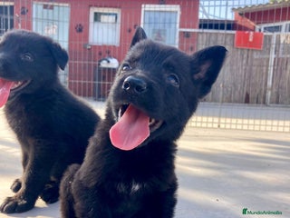 Pastor Alemán perros - Anuncio 6