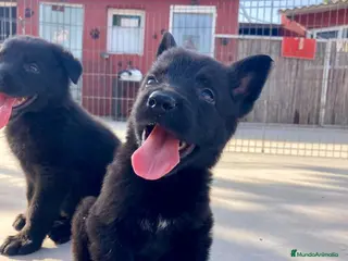 Pastor Alemán perros Pastores alemanes trabajo negro solido - Anuncio 3