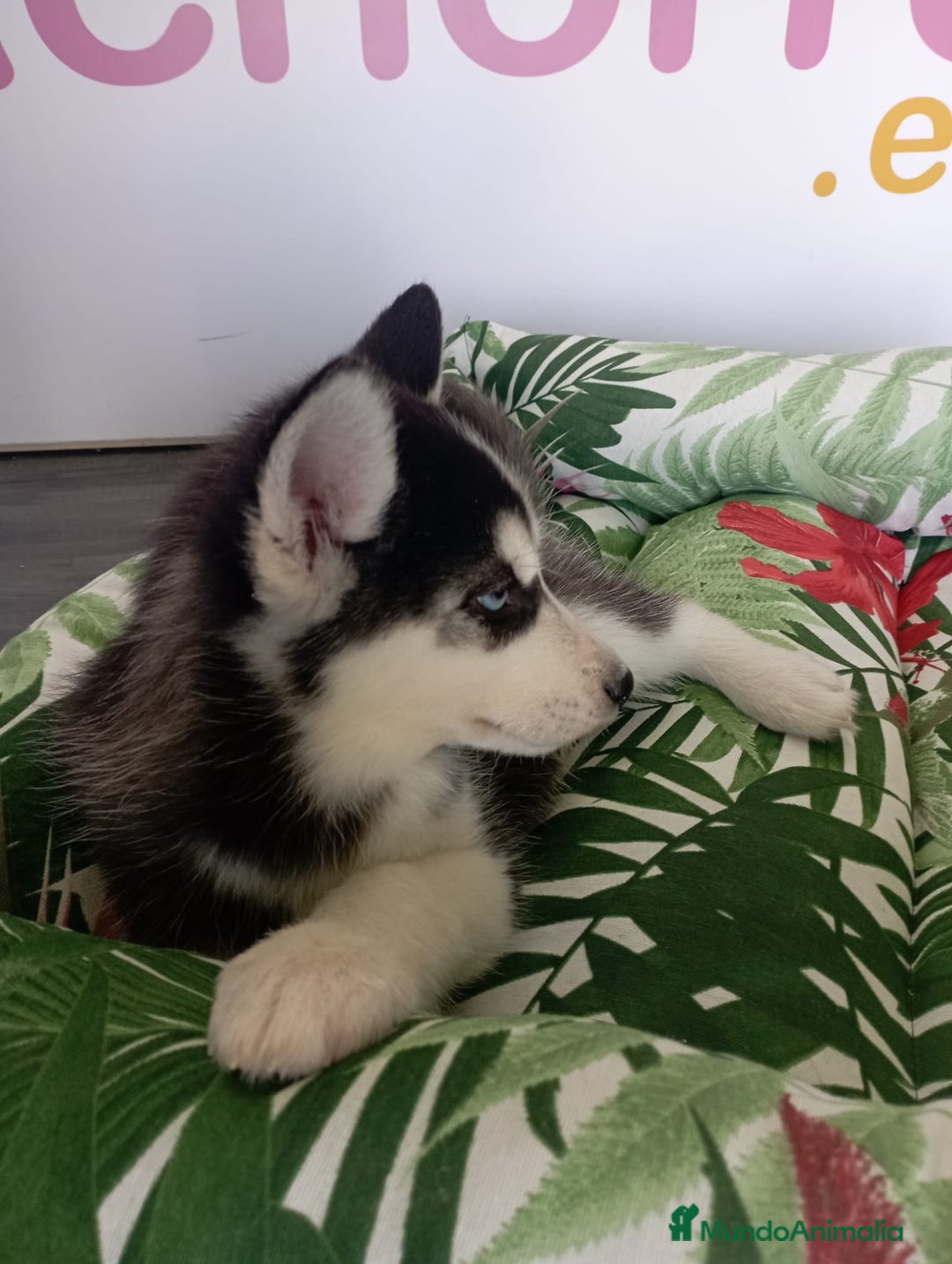 Husky Siberiano perros en venta: HUSKY - Imagen 1
