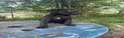 Cane Corso perros en venta: Disponible Cane Corso de Calidad  - Anuncio 3