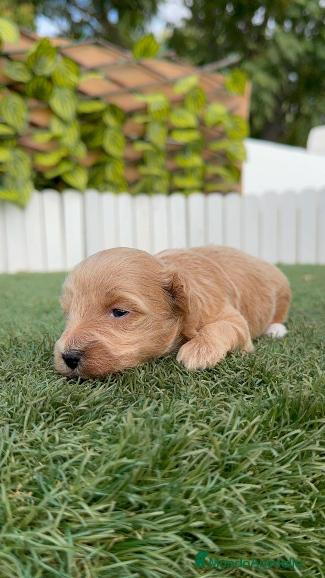 Maltipoo perros en venta: MALTIPOO - Imagen 2