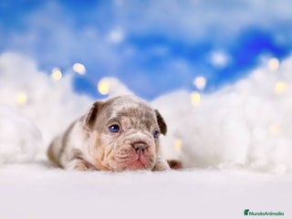 Bulldog Francés perros bulldog francés. - Anuncio 1