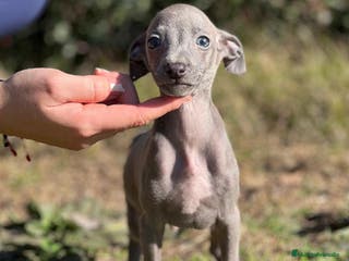Pequeño Lebrel Italiano perros PICCOLO BLUE DISPONIBLES! en Barcelona - Anuncio 21