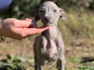 Pequeño Lebrel Italiano perros PICCOLO BLUE DISPONIBLES! en Barcelona - Anuncio 5