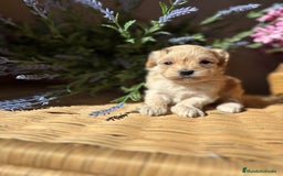 Maltipoo perros en venta: Maltipoo hembra Toy  - Imagen 2