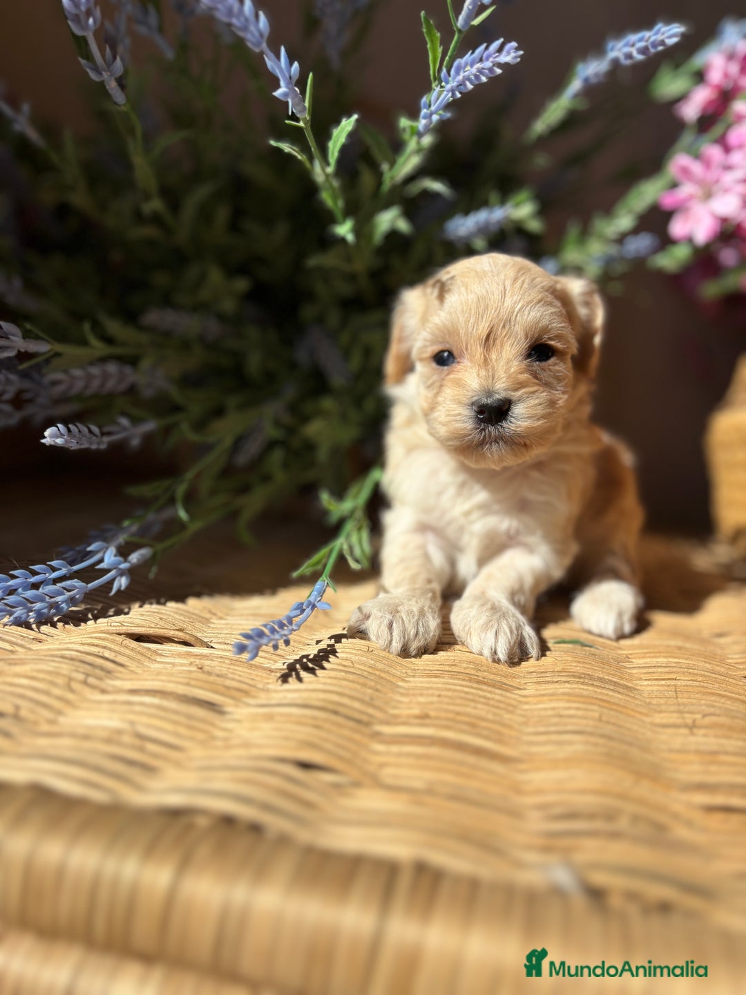 Maltipoo perros en venta: Maltipoo hembra Toy  - Imagen 2