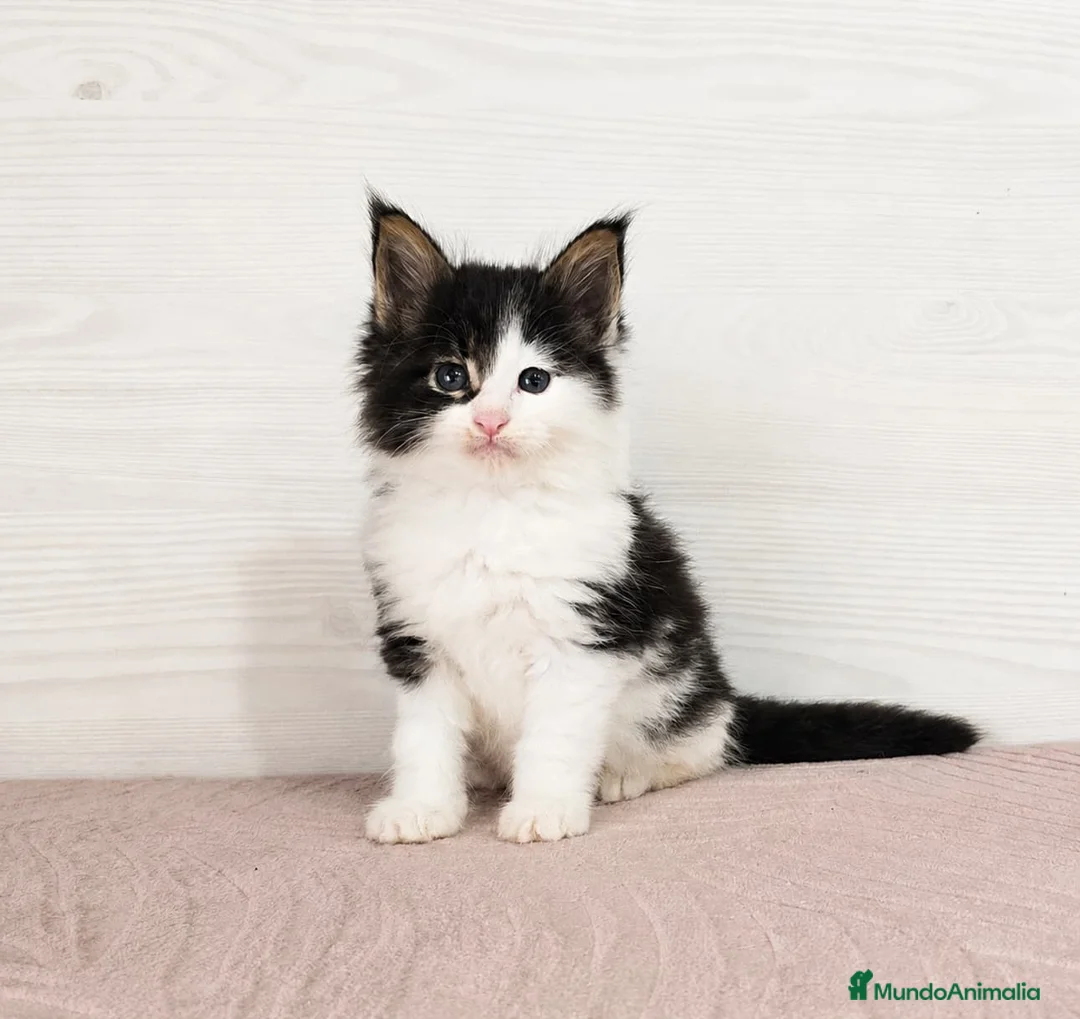 Maine Coon gatos en venta: Gatitos nacidos el 06/06/2026 - Anuncio 2