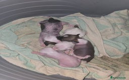 Perro Crestado Chino perros en venta: Crestados chinos sin y con pelo. - Imagen 1