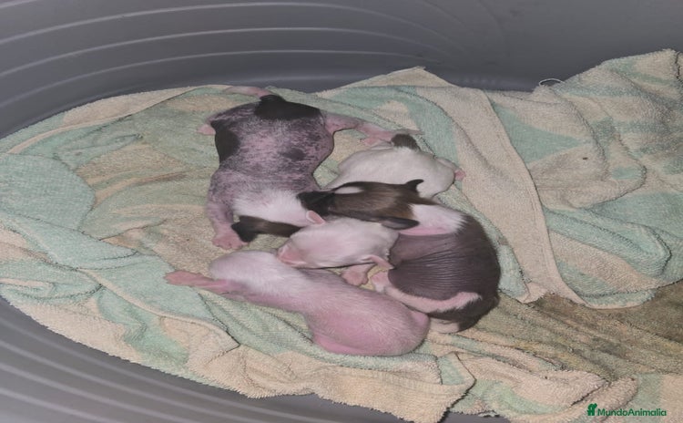 Perro Crestado Chino perros - Anuncio 3