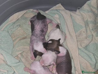 Perro Crestado Chino perros - Anuncio 1