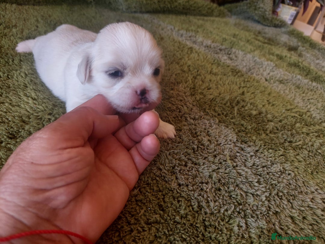 Shih Tzu perros en venta: SHIH TZUS TAMAÑO PEQUEÑO PURA RAZA  - Imagen 6
