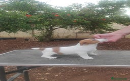 Jack Russell Terrier perros en venta: Jack russell terrier - Imagen 3