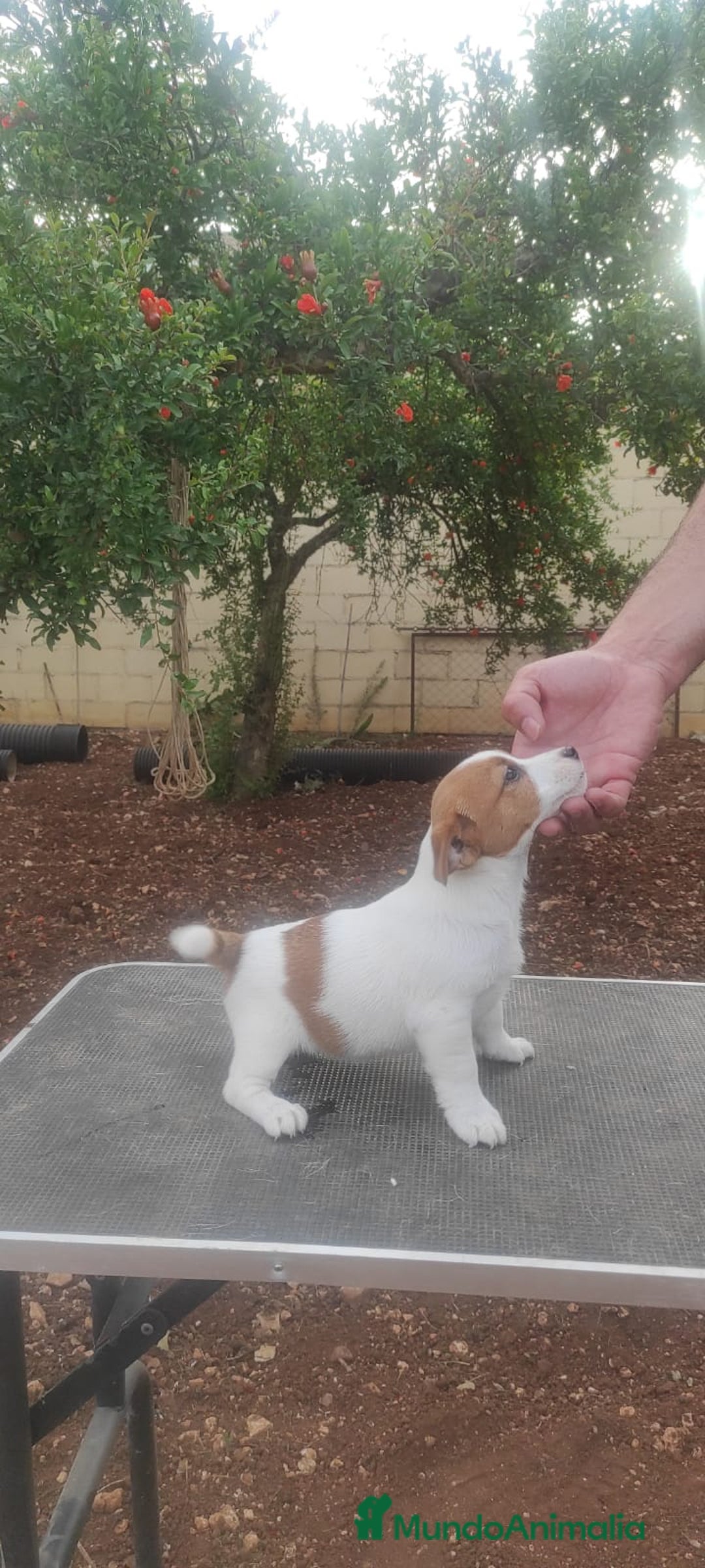 Jack Russell Terrier perros en venta: Jack russell terrier - Imagen 3