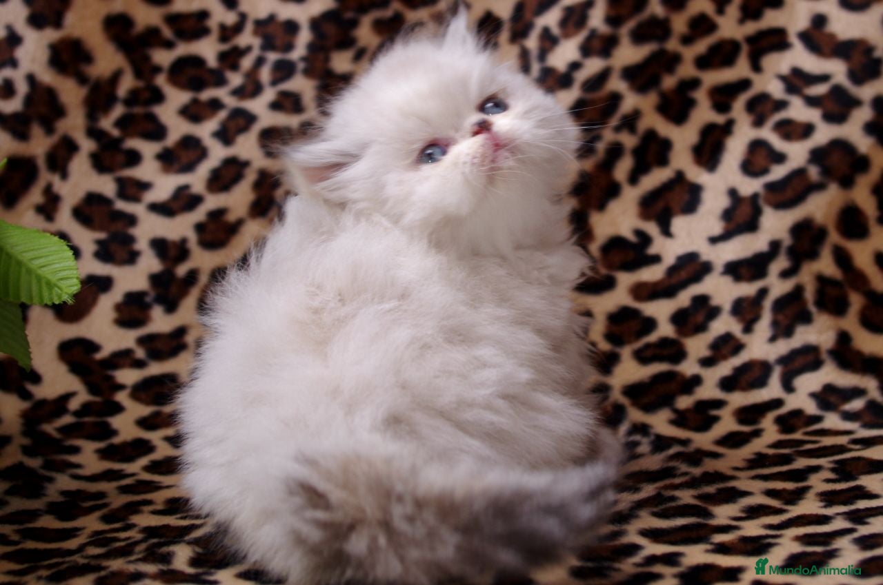 Persa gatos Persas himalayos - Anuncio 42