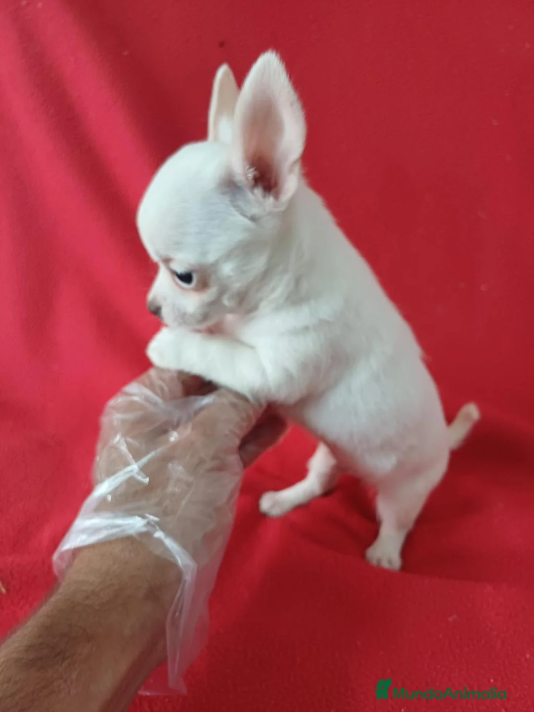 Chihuahua perros en venta: Chihuahua Mini  - Anuncio 2