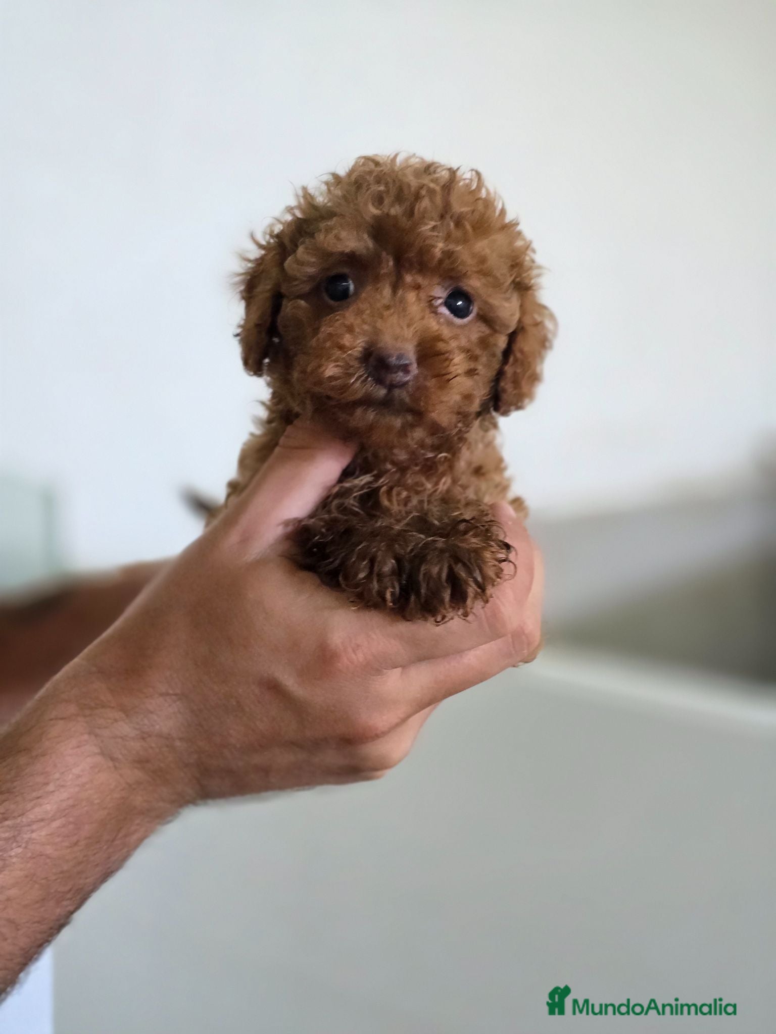 Caniche Toy perros Caniche Toy disponibles  - Anuncio 2