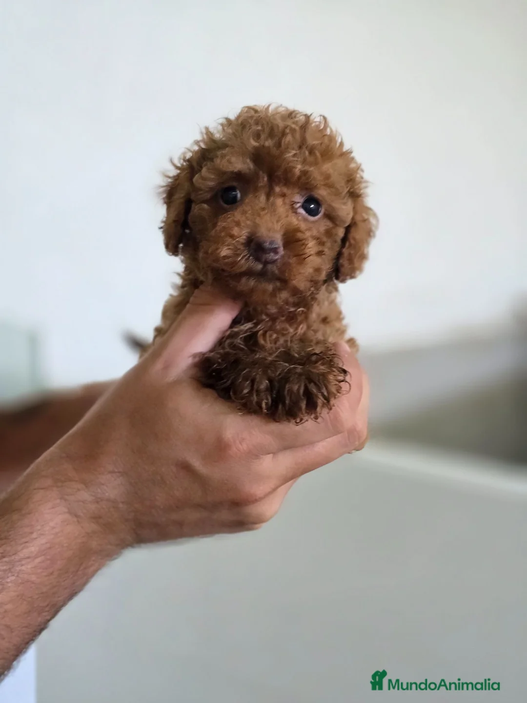 Caniche Toy perros en venta: Caniche Toy disponibles  - Anuncio 1