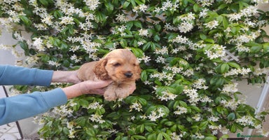 Cocker Spaniel Inglés perros Cocker spaniel ingles  - Anuncio 1