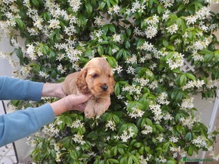 Cocker Spaniel Inglés perros - Anuncio 1