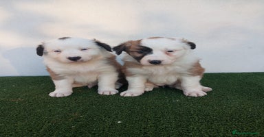 Border Collie perros - Anuncio 5