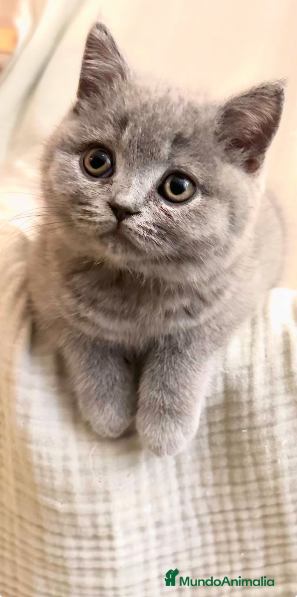 Británico de Pelo Corto gatos BRITISH SHORTHAIR BLUE - Anuncio 1