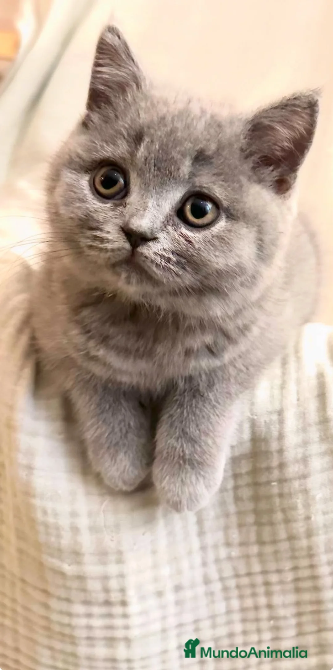 Británico de Pelo Corto gatos en venta: BRITISH SHORTHAIR BLUE - Anuncio 1