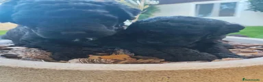 Perro de Agua Español 3