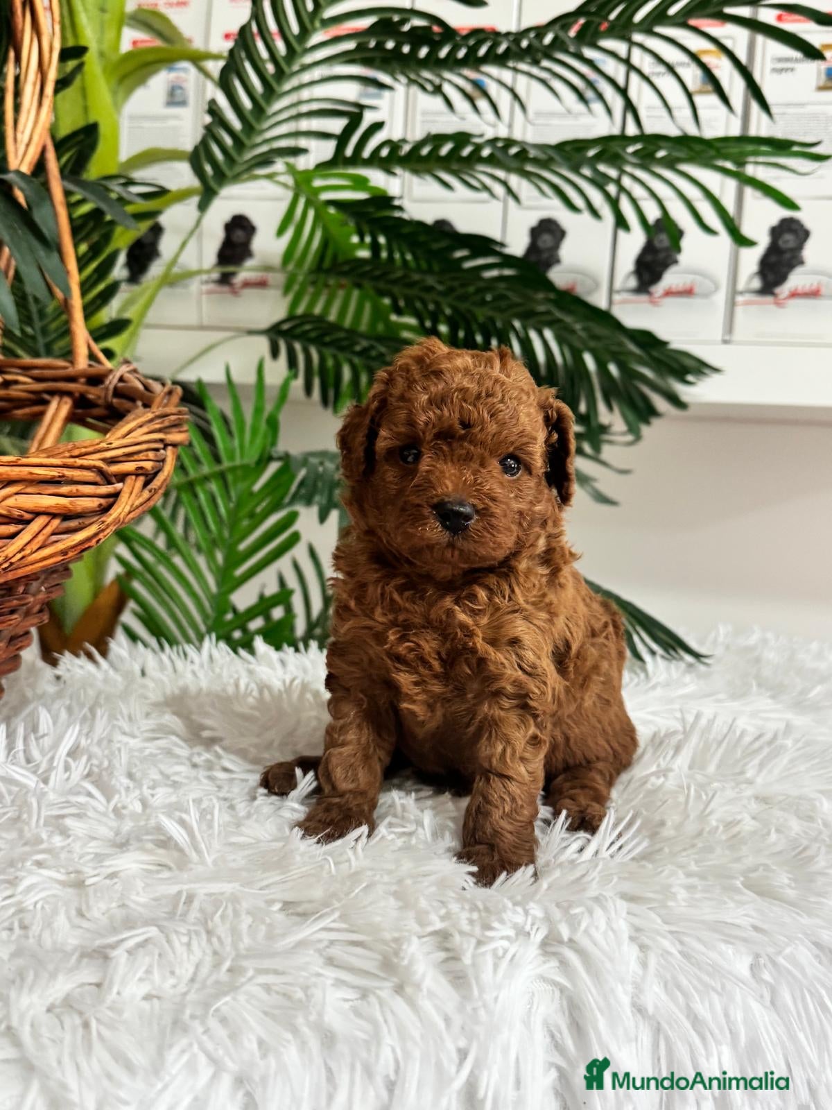 Caniche Toy perros en venta: CANICHE ROJO - Anuncio 3