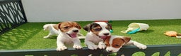 Jack Russell Terrier perros en venta: Jack Russell  - Anuncio 2