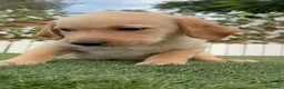 Labrador Retriever perros en venta: LABRADOR RETRIEVER MACHO - Anuncio 8