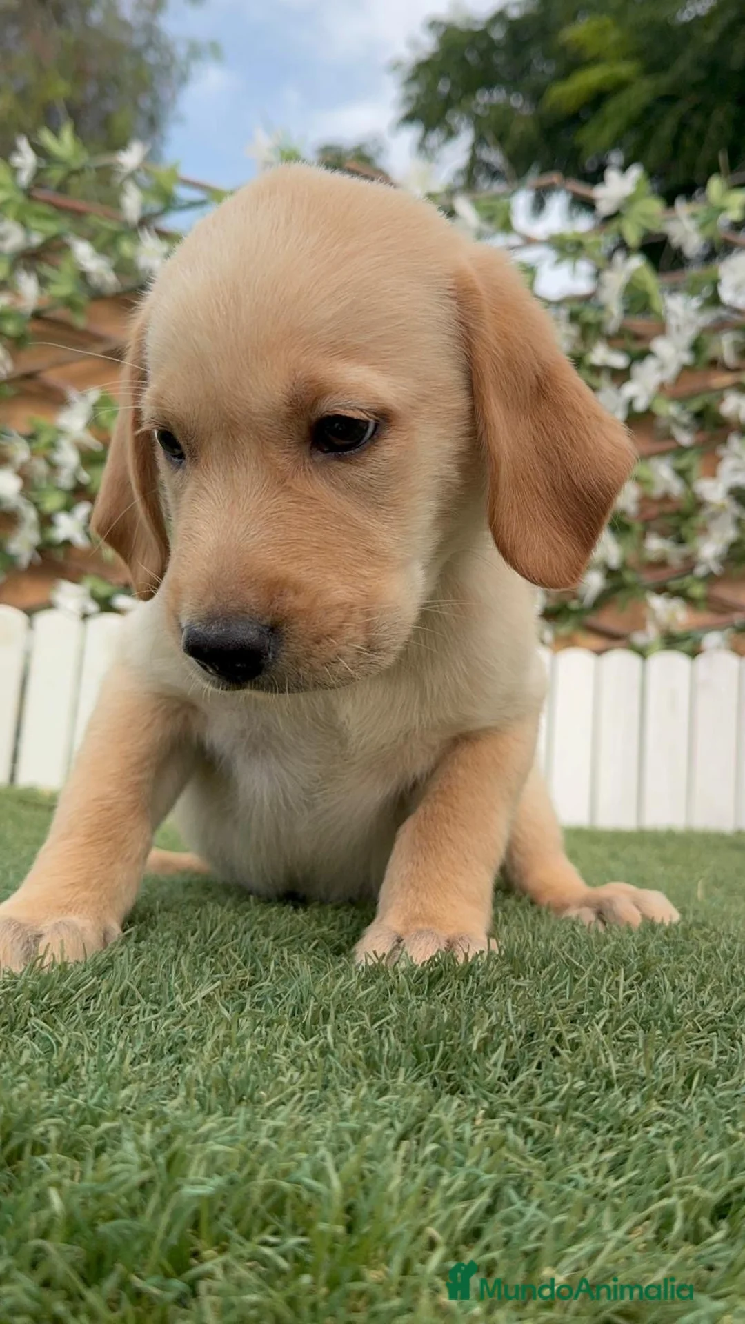 Labrador Retriever perros en venta: LABRADOR RETRIEVER MACHO - Anuncio 8