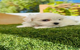 Bichón Maltés perros en venta: BICHÓN MALTÉS HEMBRA - Imagen 7