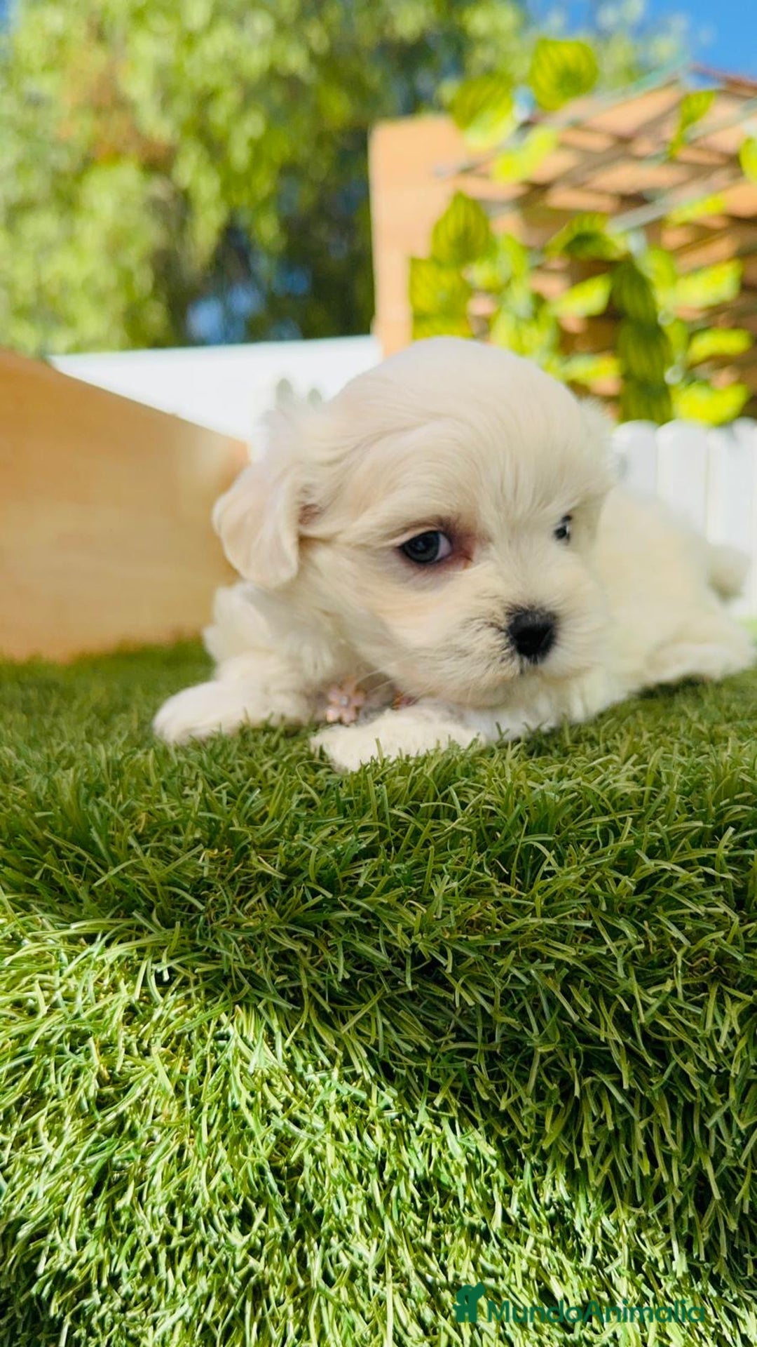 Bichón Maltés perros en venta: BICHÓN MALTÉS HEMBRA - Imagen 7