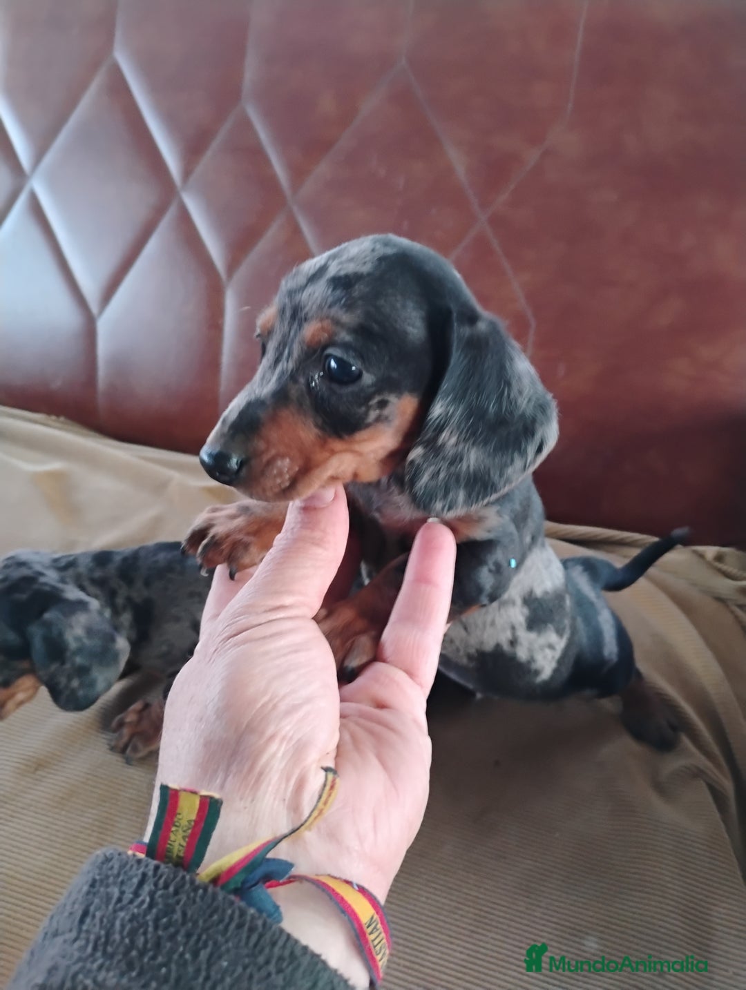 Teckel Miniatura perros en venta: Cachorro macho teckel arlequín plata  - Anuncio 6