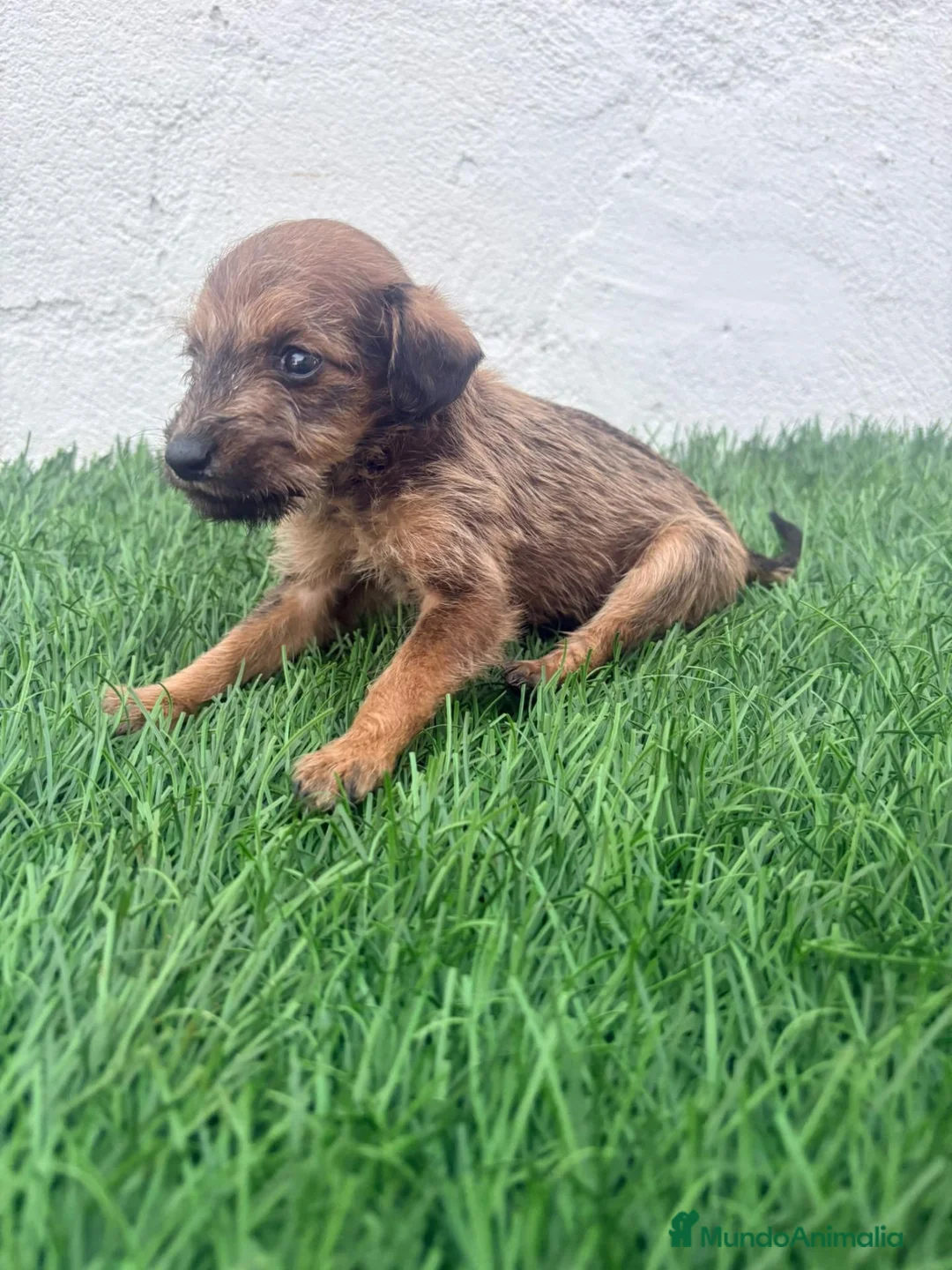 Raza Mixta perros en venta: Pootalian - Anuncio 12