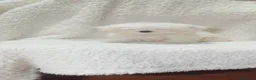 Bichón Maltés perros en venta: ‼️‼️PRECIOSA CAMADA DE BICHÓN MALTES COREANO TOY  - Anuncio 1