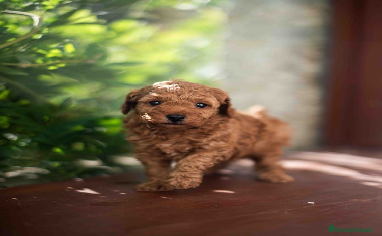 Caniche Toy perros - Anuncio 1