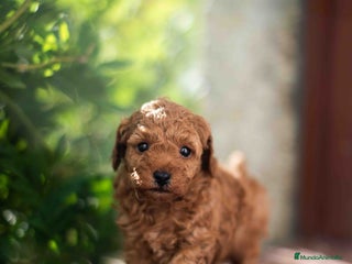 Caniche Toy perros - Anuncio 11