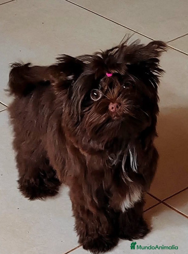 Yorkshire Terrier perros Cachorros Yorkshire Chocolate  - Anuncio 16