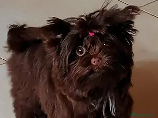 Yorkshire Terrier perros Cachorros Yorkshire Chocolate - Anuncio 27