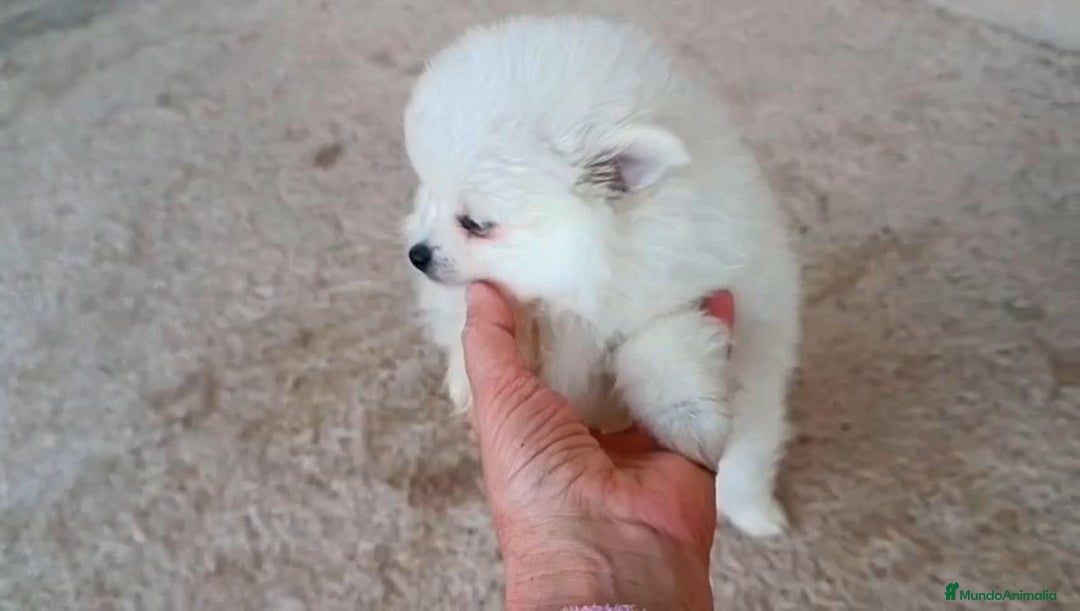 Pomerania perros en venta: POMERANIA MACHO Y HEMBRA - Anuncio 3