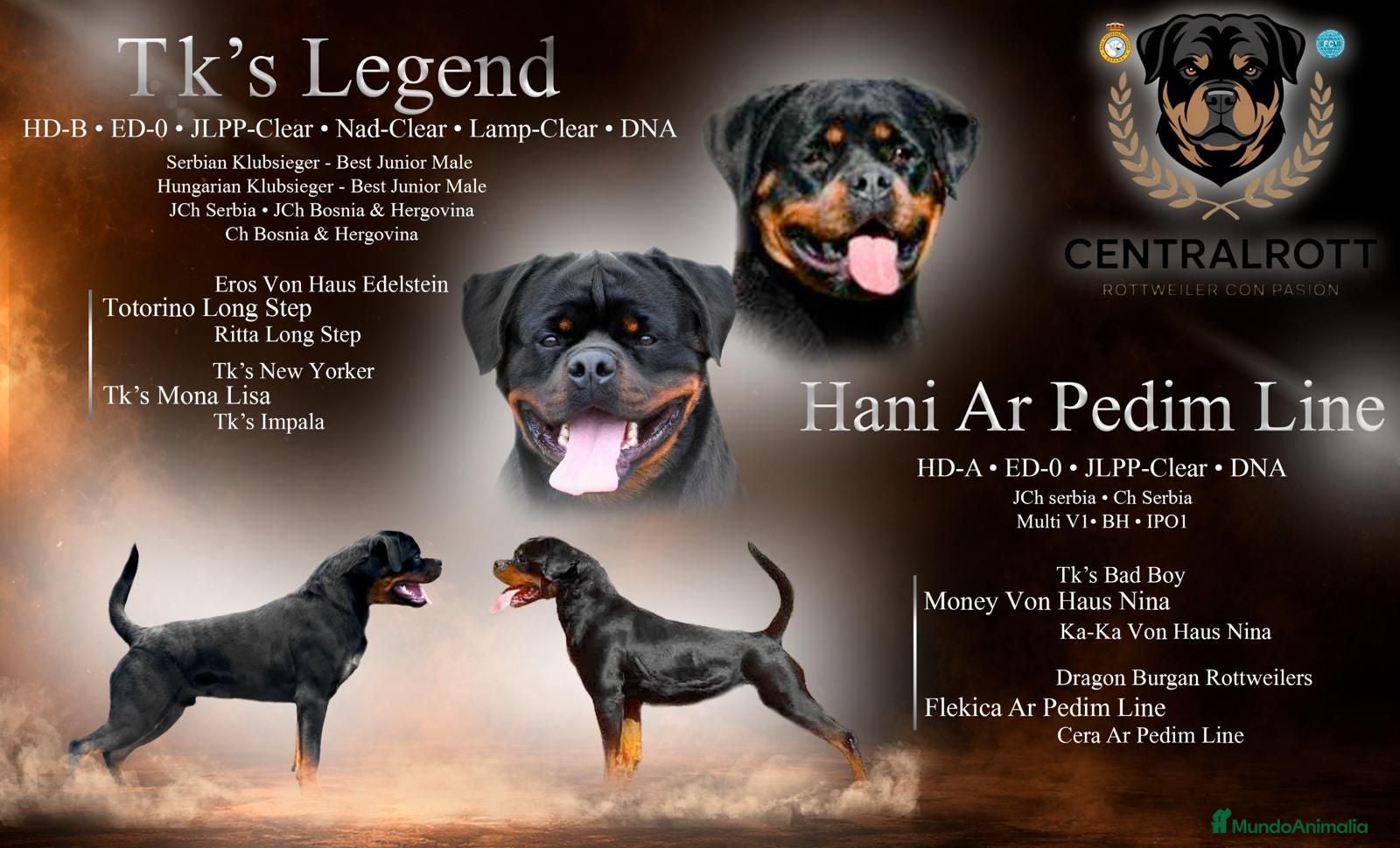 Rottweiler perros PRECIOSOS CACHORROS DE ROTTWEILER - Anuncio 2