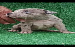 American Bully perros en venta: American Bully pocket disponibles  - Anuncio 2