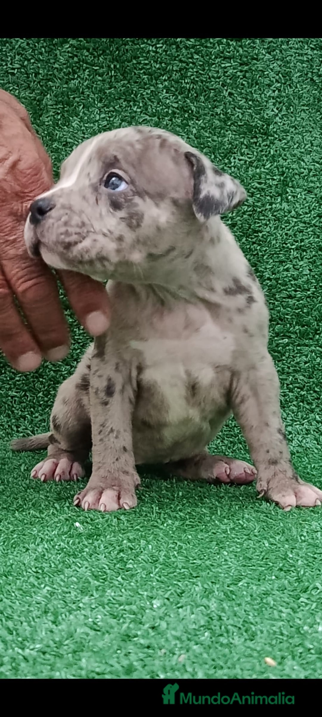 American Bully perros en venta: American Bully pocket disponibles  - Anuncio 2