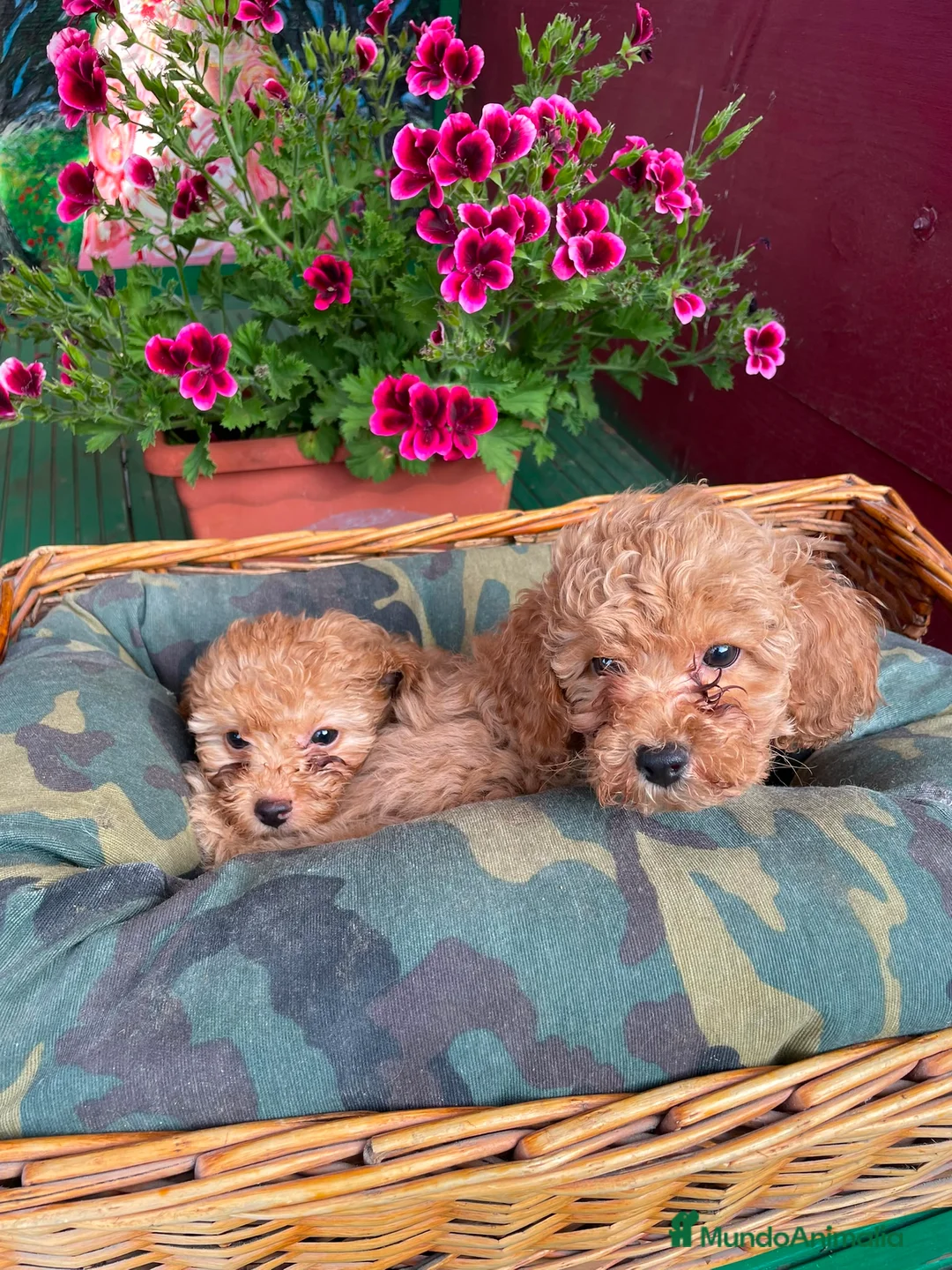 Caniche Mediano perros en venta: Caniche rojo/apricor - Anuncio 2