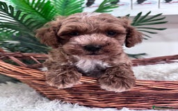 Caniche Toy perros en venta: CANICHE TOY MACHO - Imagen 12
