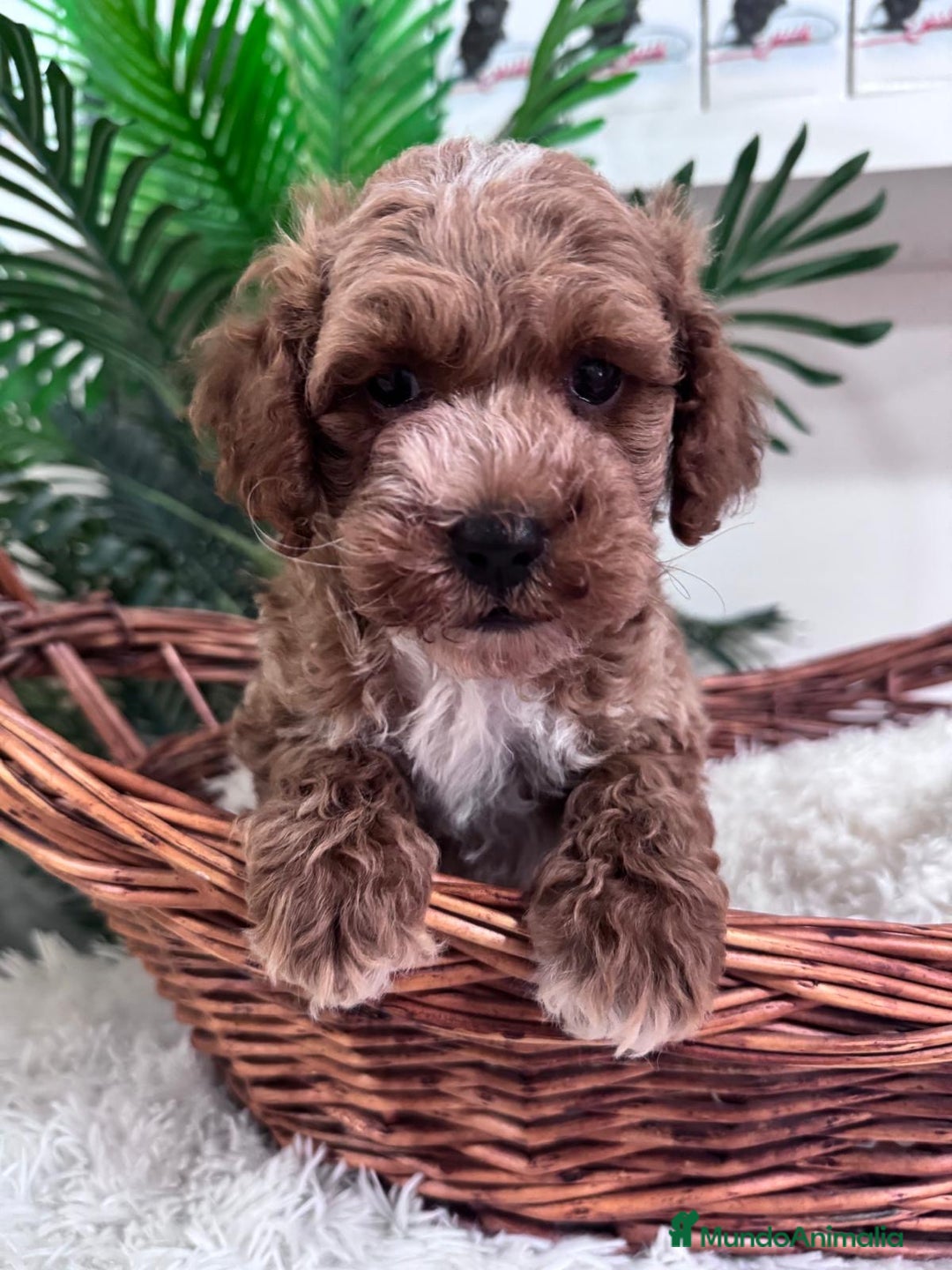 Caniche Toy perros en venta: CANICHE TOY MACHO - Imagen 12