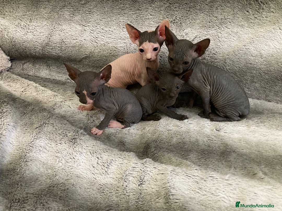 Sphynx gatos en venta: SPHYNX - Imagen 2