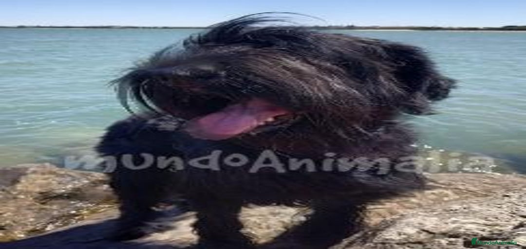 Imagen de galería {{count}}